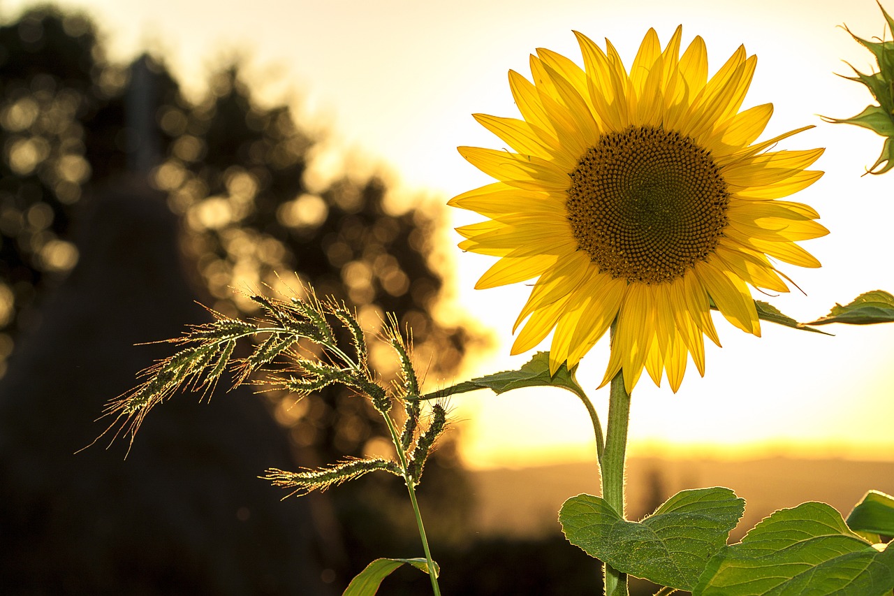 un girasole. un simbolo della certificazione di sostenibilità ambientale aziende?